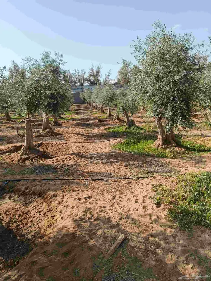 اشجار زيتون حسب مقاسات ازبون ونخيل وشنطن واشجار اخرا 6