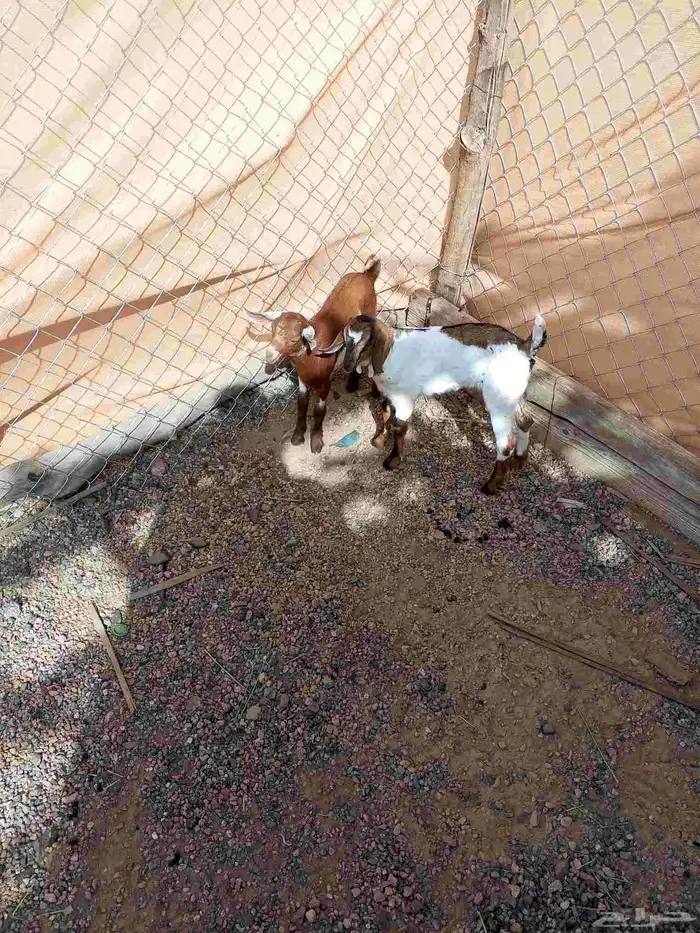 دواغير يرضع من اي شاه 1