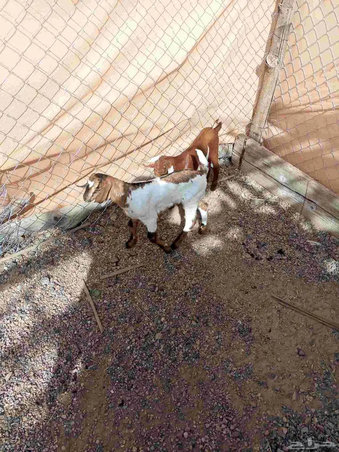 دواغير يرضع من اي شاه 0