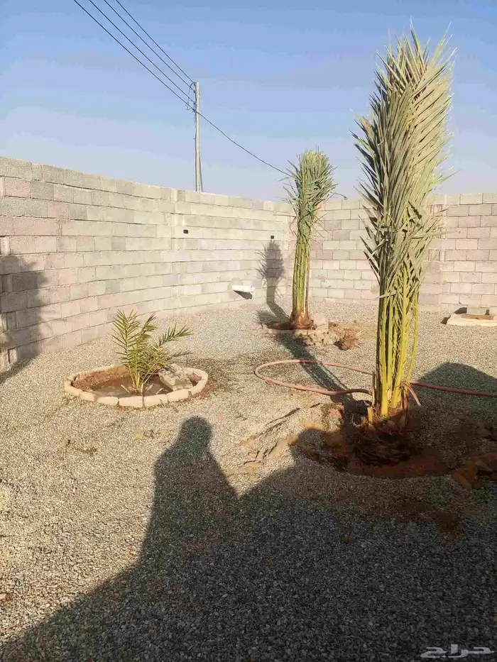 نخل للبيع برحي وسكري خلاص روثانه عجوه نخل الطايف جده مكه 0