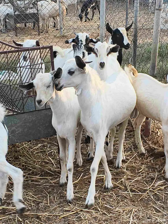 أعراض لكم تيوس بلدي بضاعة فاخر طيبة 3