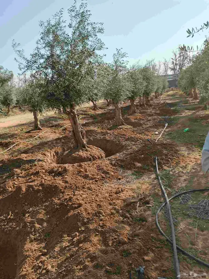 اشجار زيتون حسب مقاسات ازبون ونخيل وشنطن واشجار اخرا 7