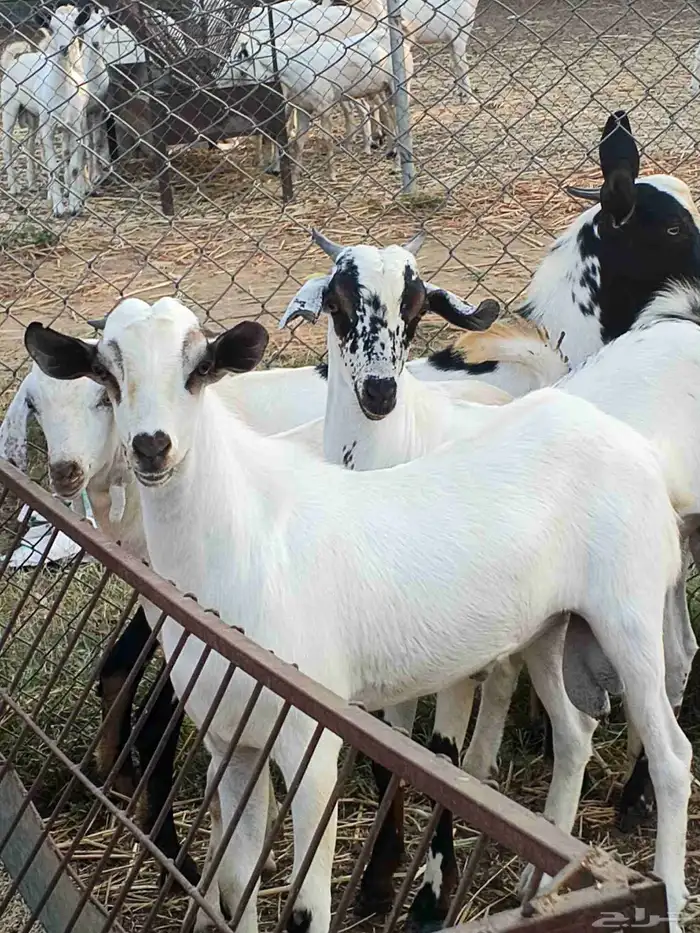 أعراض لكم تيوس بلدي بضاعة فاخر طيبة 9