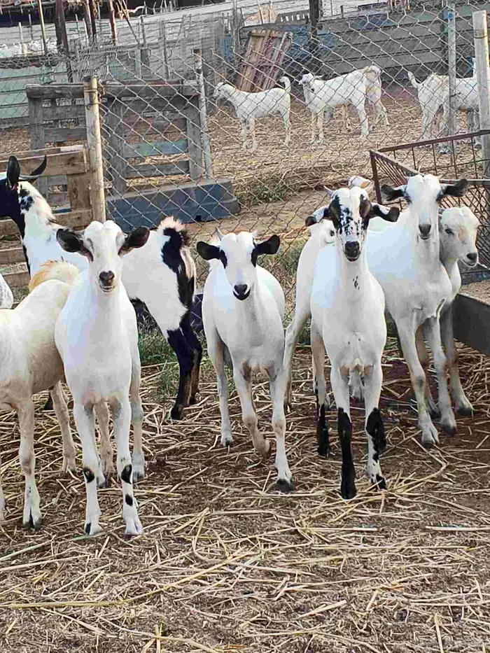 أعراض لكم تيوس بلدي بضاعة فاخر طيبة 5