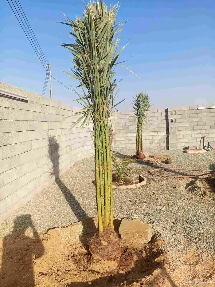 نخل للبيع برحي وسكري خلاص روثانه عجوه نخل الطايف جده مكه 2
