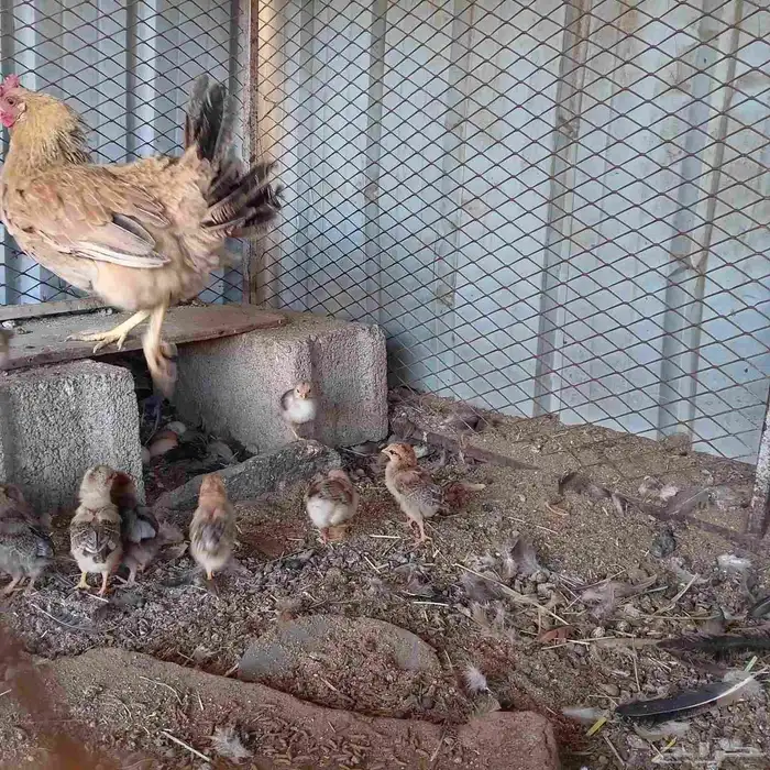 البيع دجاج و أرانب 0