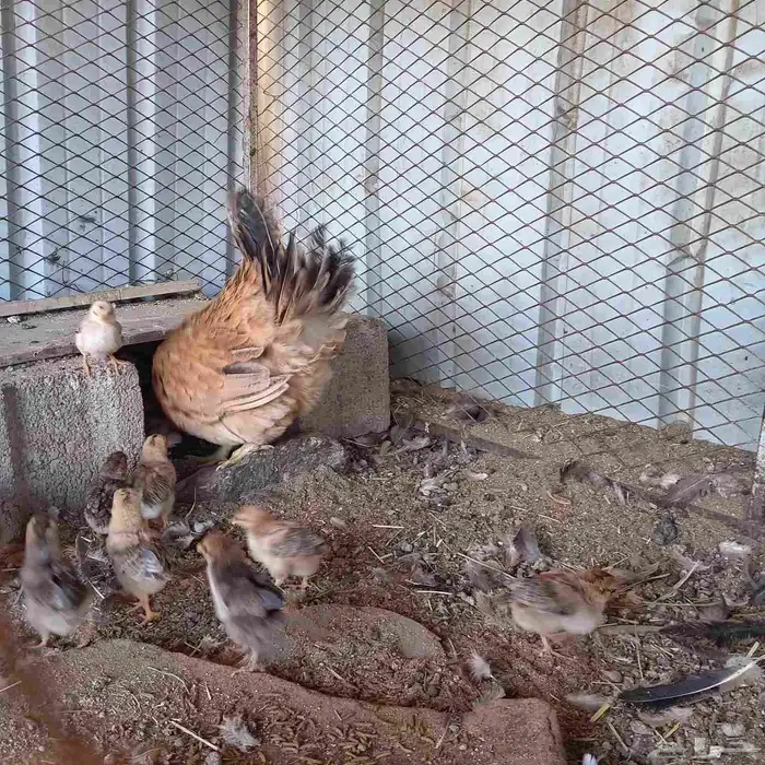 البيع دجاج و أرانب 3