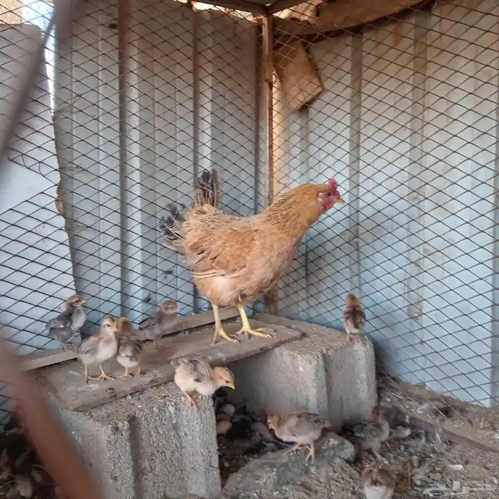 البيع دجاج و أرانب 1