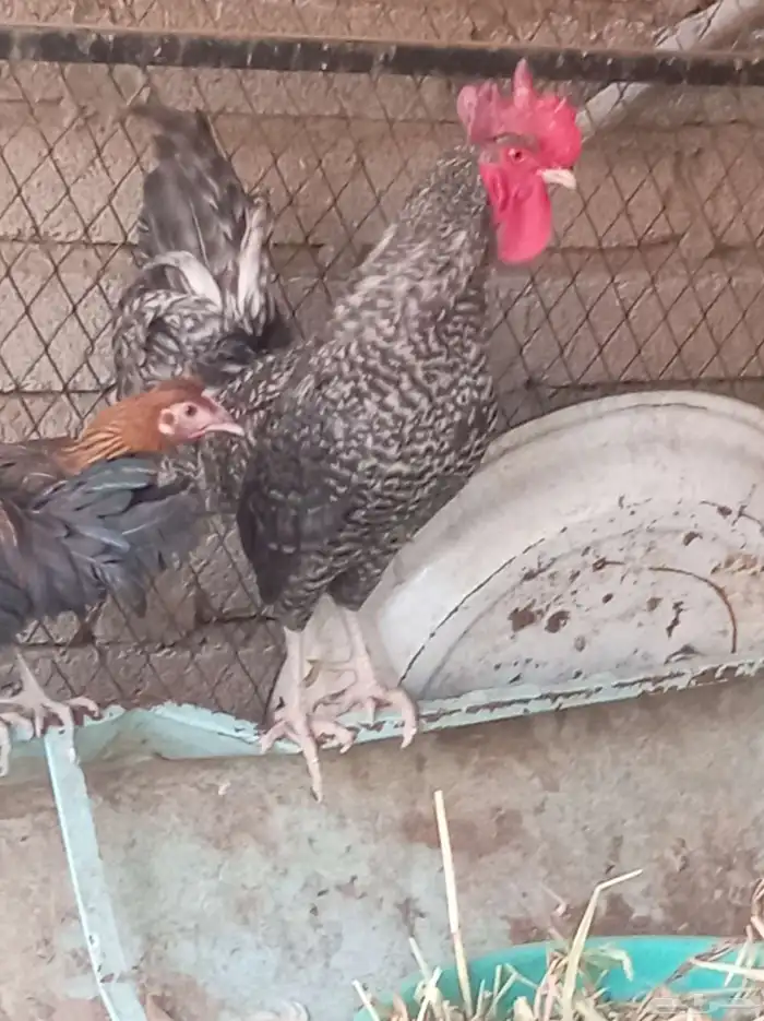 ديك للييع تم البيع 1