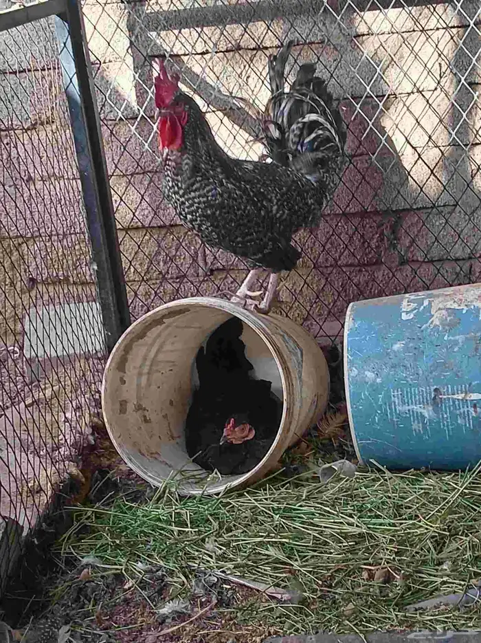 ديك للييع تم البيع 2