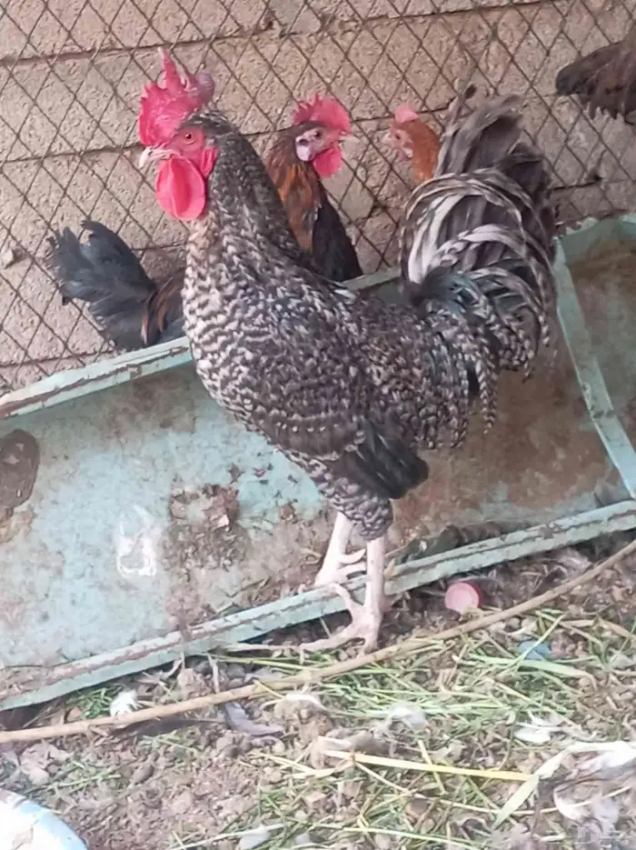 ديك للييع تم البيع 0