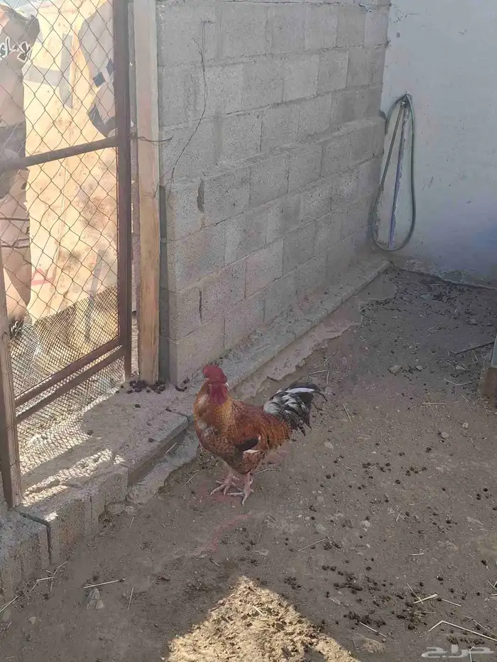 دجاج بلدي وارانب فرنسي مضمونه ومشروطه باذن الله مراحها نظيف 4