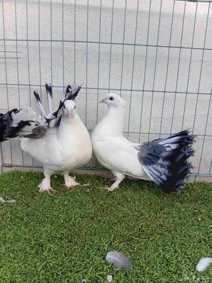 طبه رقاص هندي ذيل فراشه 7