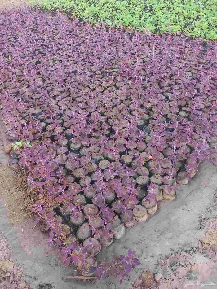 شتلات زراعة موسمية 5