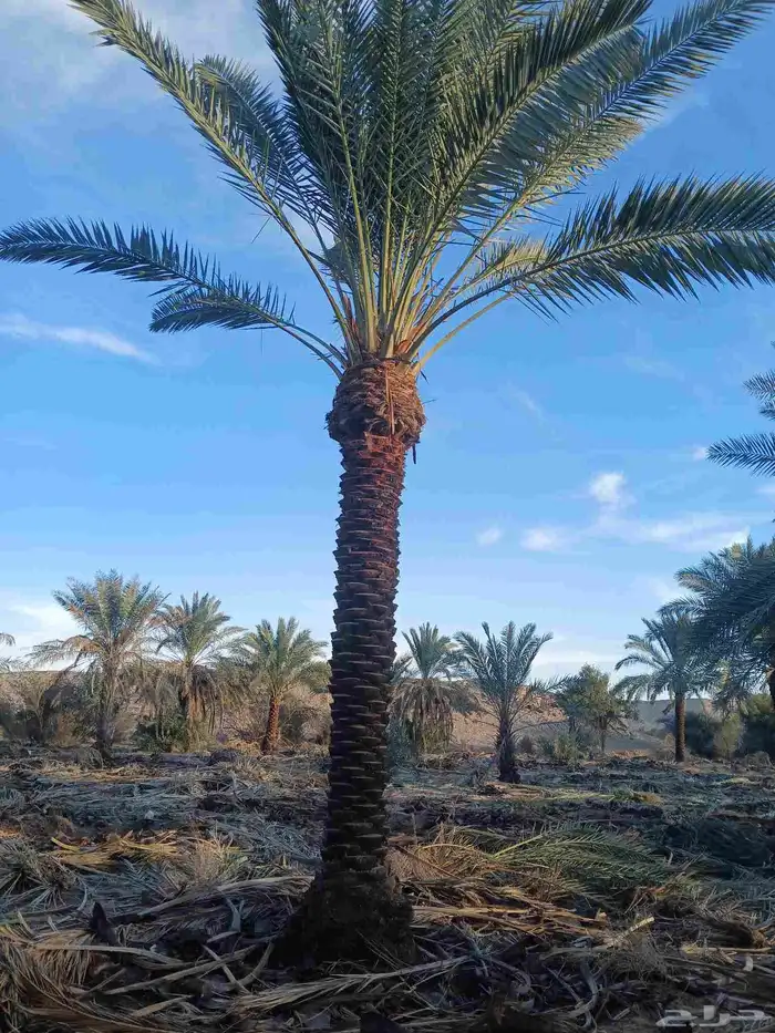 نخل مثمر واشنطن 7