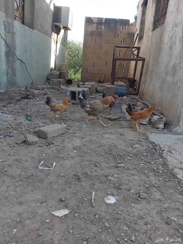 دجاجة بلدي 1