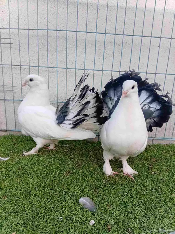 طبه رقاص هندي ذيل فراشه 9