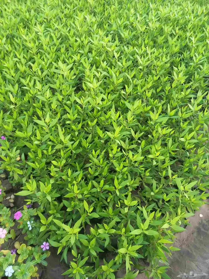 شتلات زراعة موسمية 0