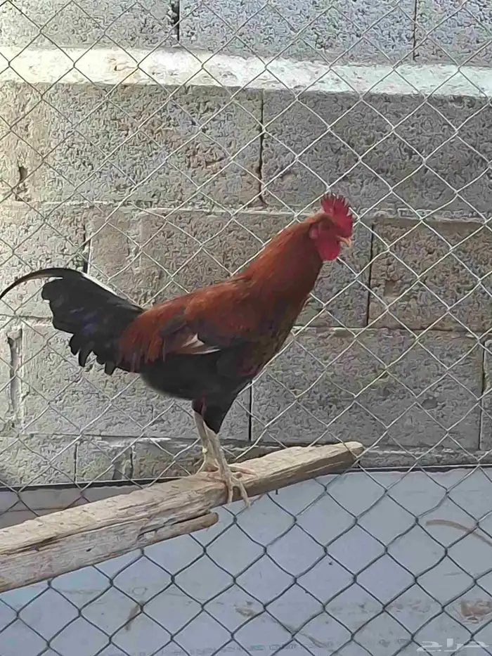 دجاج بلدي وارانب فرنسي مضمونه ومشروطه باذن الله مراحها نظيف 0