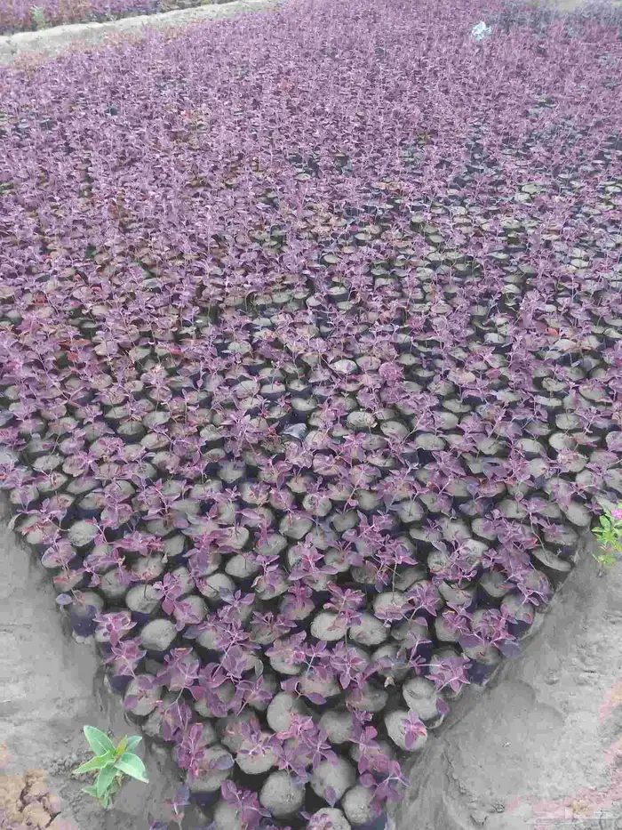 شتلات زراعة موسمية 4