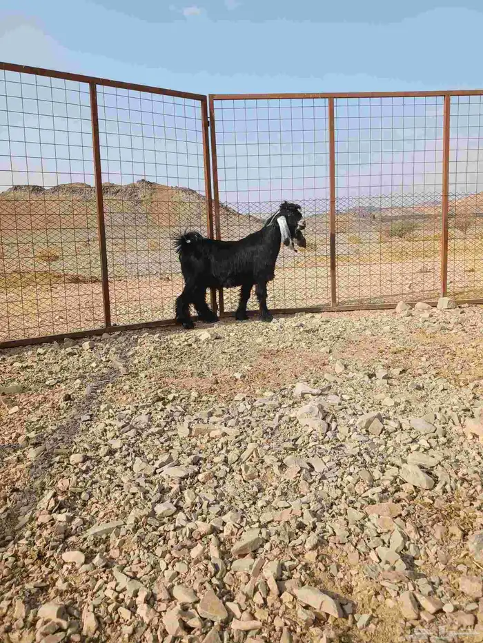 تيوس ذبايح. 3