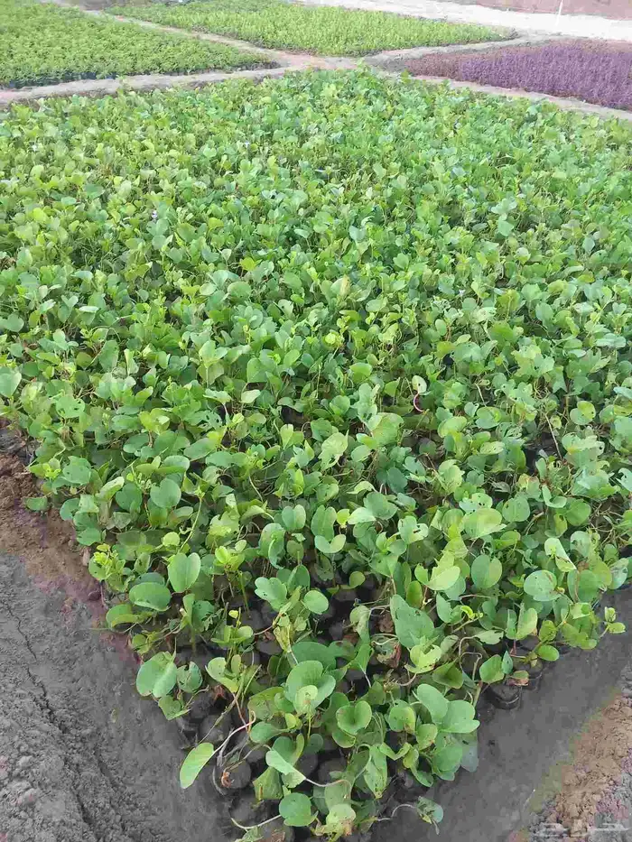 شتلات زراعة موسمية 8