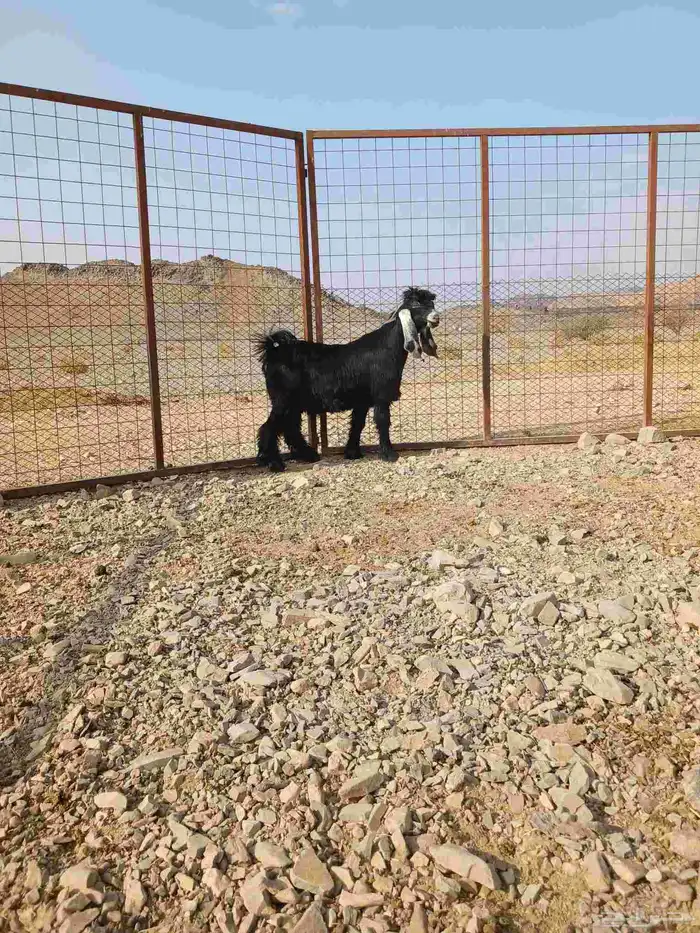 تيوس ذبايح. 2