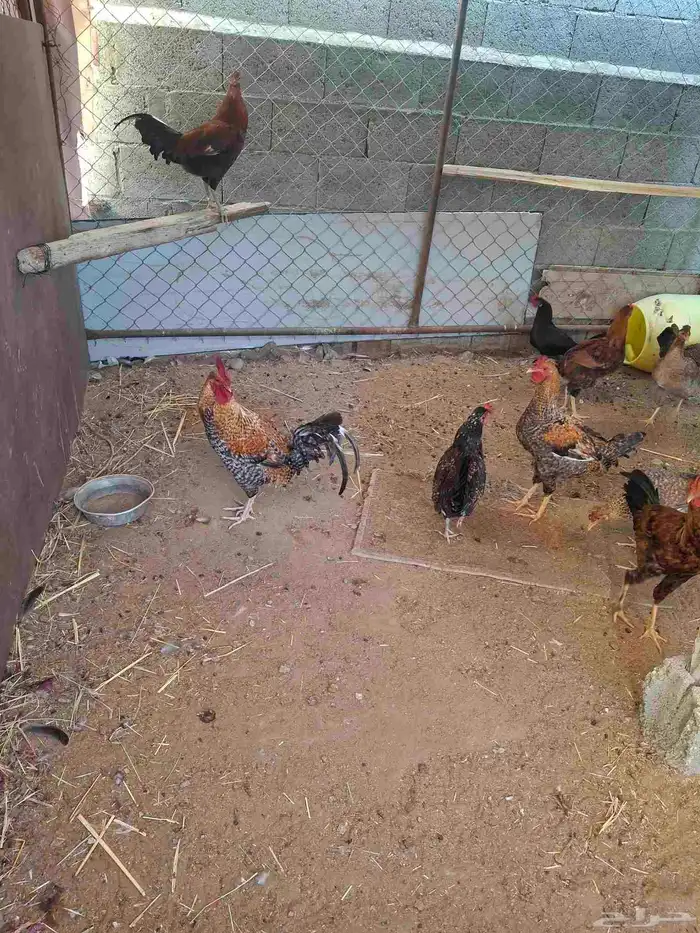 دجاج بلدي وارانب فرنسي مضمونه ومشروطه باذن الله مراحها نظيف 1