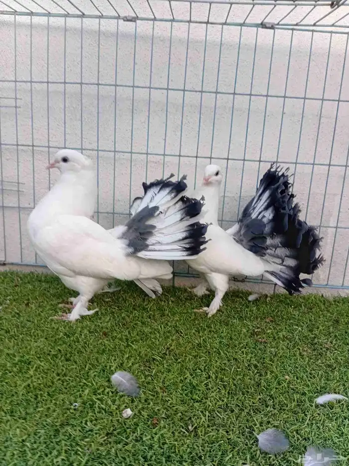 طبه رقاص هندي ذيل فراشه 0