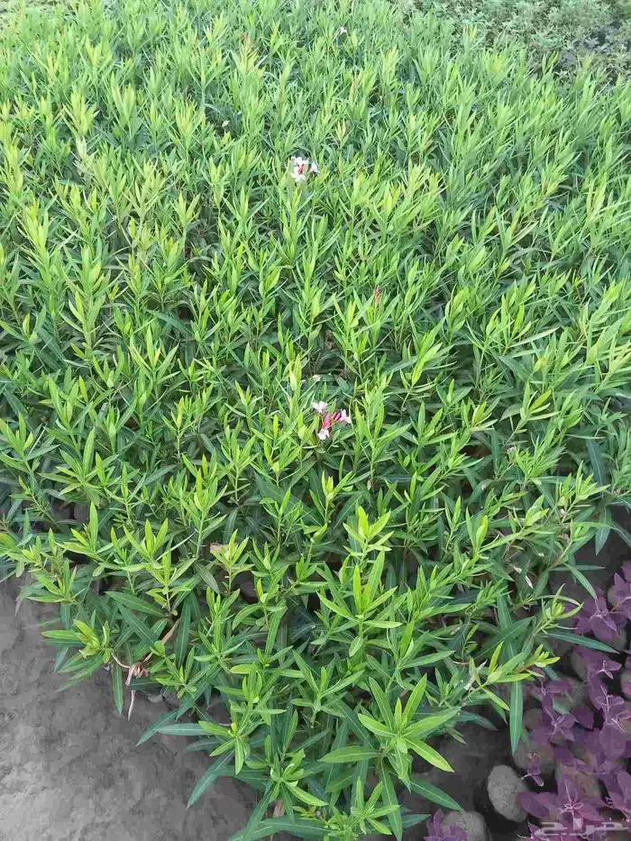 شتلات زراعة موسمية 3