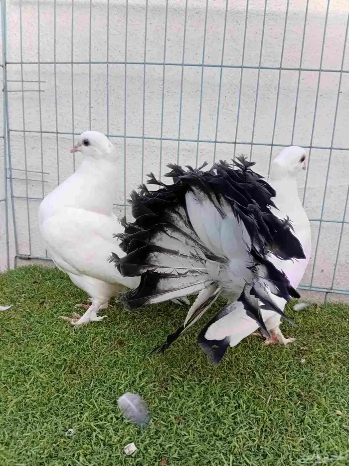 طبه رقاص هندي ذيل فراشه 2