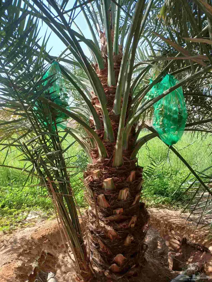 نخل واشنطن أمريكي نخيل مثمر خلاص صقعي هلالي سكري برحي شيشي 4