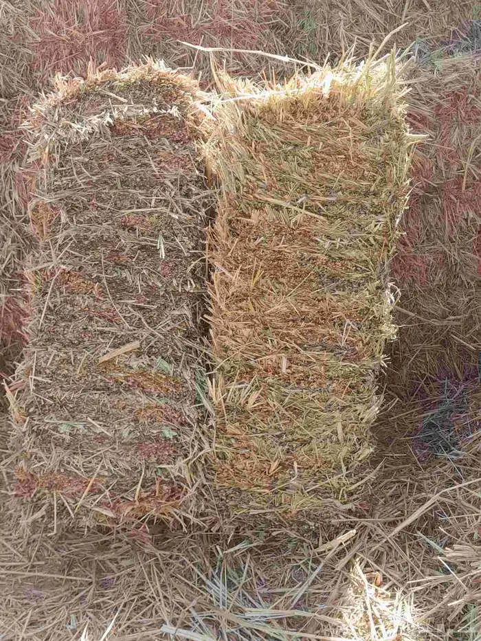 دواره جزني 0