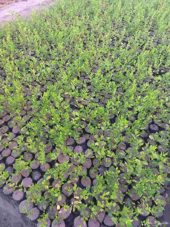 شتلات زراعة موسمية 1