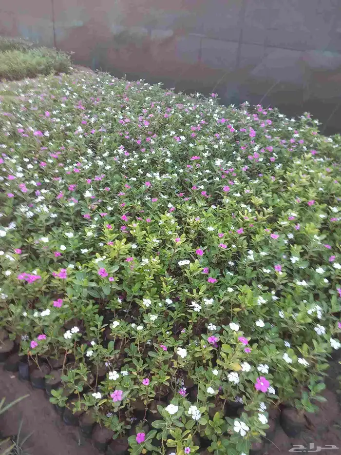 شتلات زراعة موسمية 2