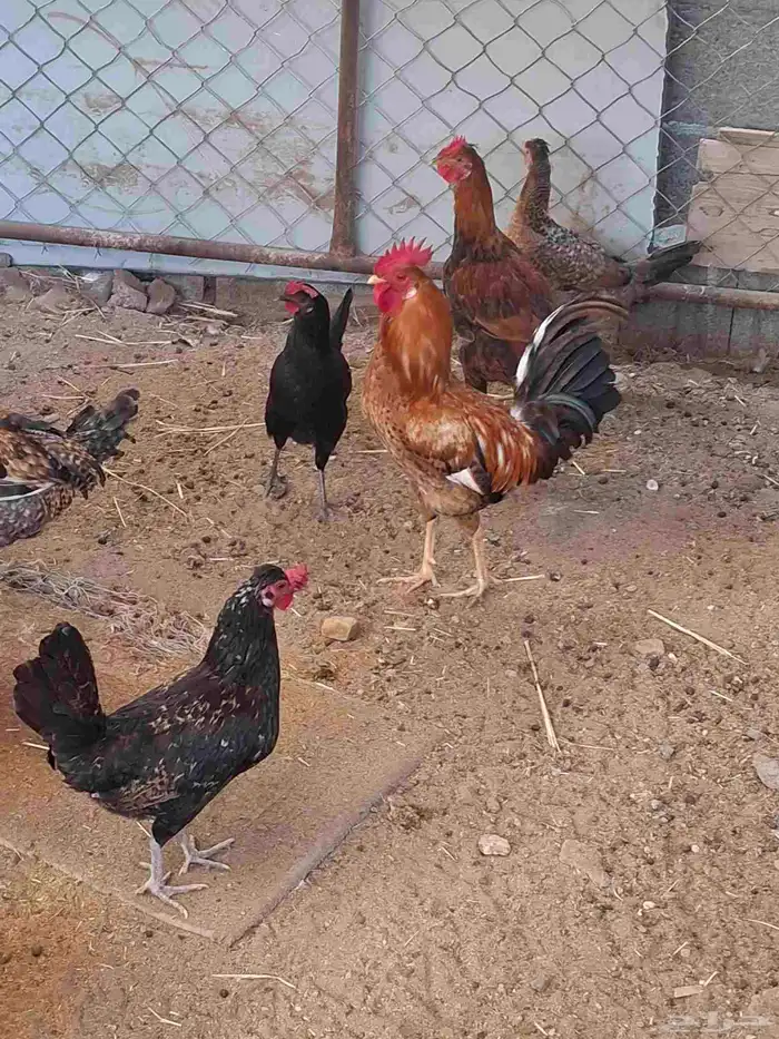 دجاج بلدي وارانب فرنسي مضمونه ومشروطه باذن الله مراحها نظيف 2