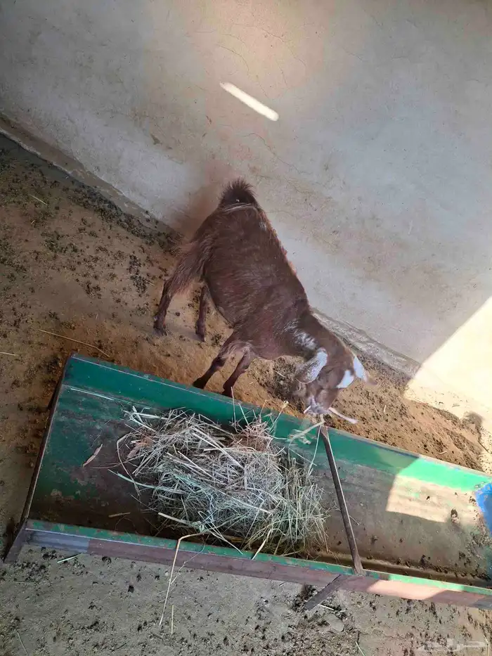 معزا عارضيات للبيع دفع ومعها عرسها عمره خمسه شهور و4 شهور 0