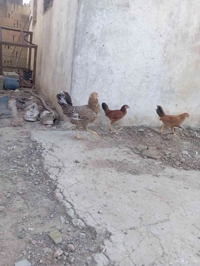 دجاجة بلدي 0