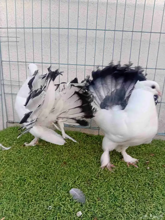 طبه رقاص هندي ذيل فراشه 5