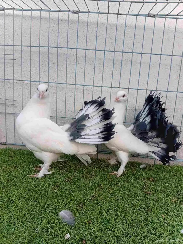 طبه رقاص هندي ذيل فراشه 1