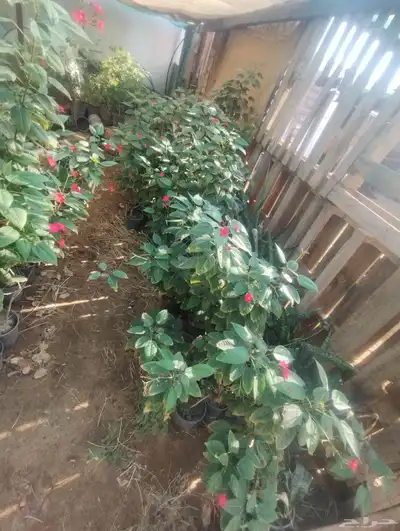 بيع شجرة جرتروفا بيع فقط خمسة   ورد أحمر صغير index