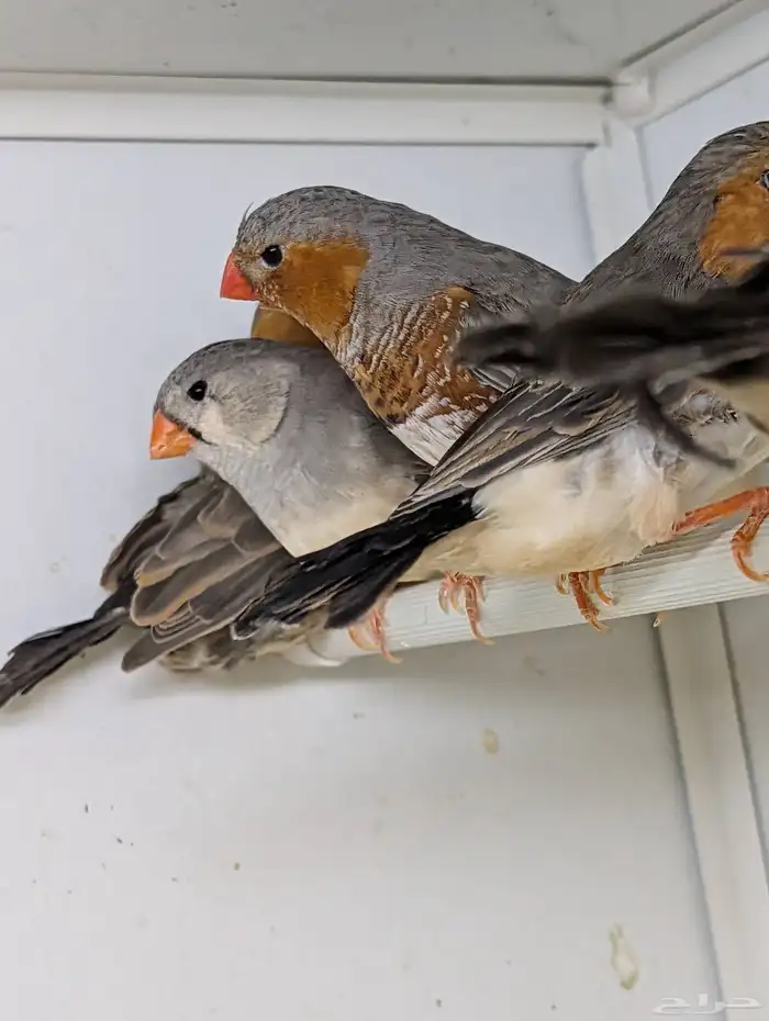 للبيع مجموعة زيبرا هولندي وانجليزي 10