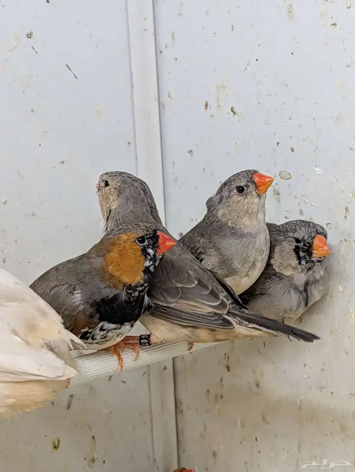 للبيع مجموعة زيبرا هولندي وانجليزي 9