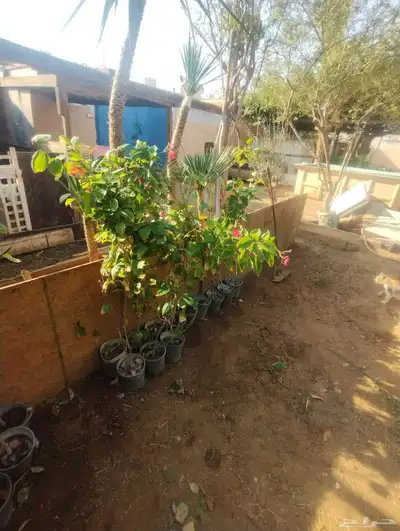 بيع شجرة جرتروفا بيع فقط خمسة   ورد أحمر صغير index