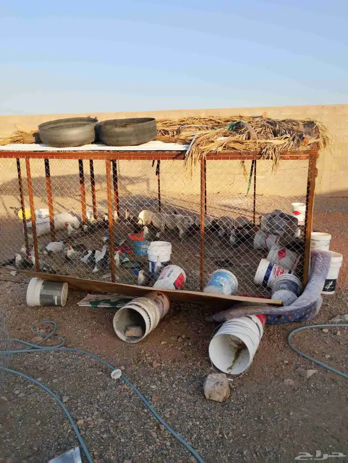 شبك غنم للبيع اربعه في اربعه الارتفاع اثنين 3