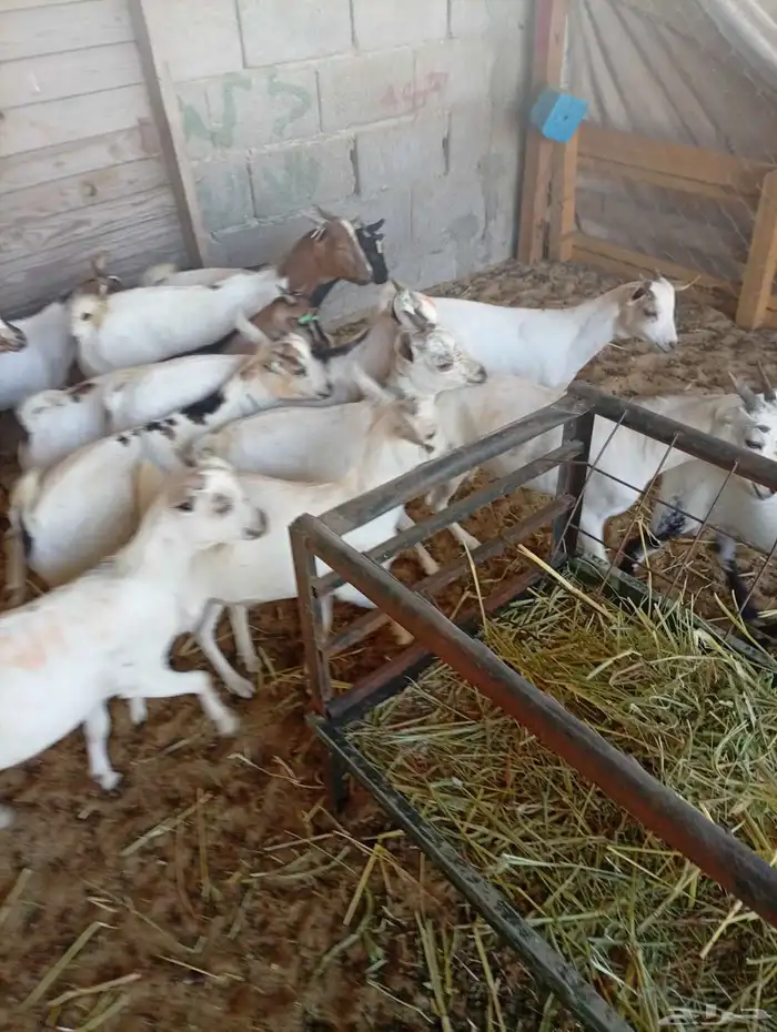 تيوس مستورده 2