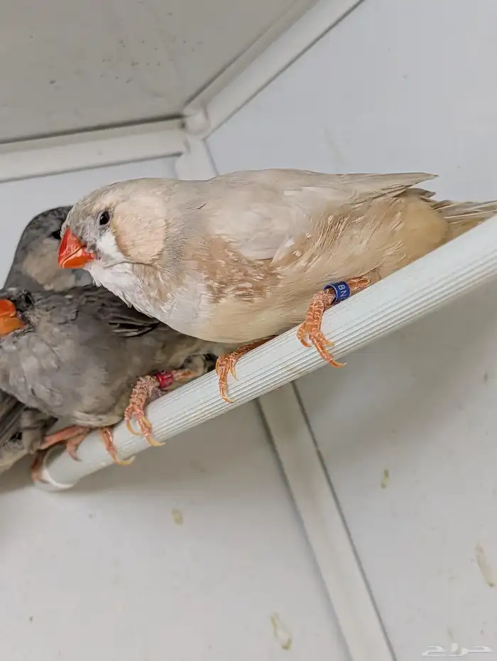 للبيع مجموعة زيبرا هولندي وانجليزي 6