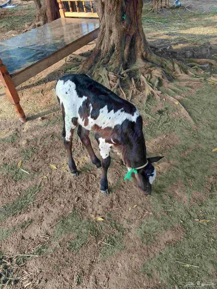 ضمد الشقيري 3