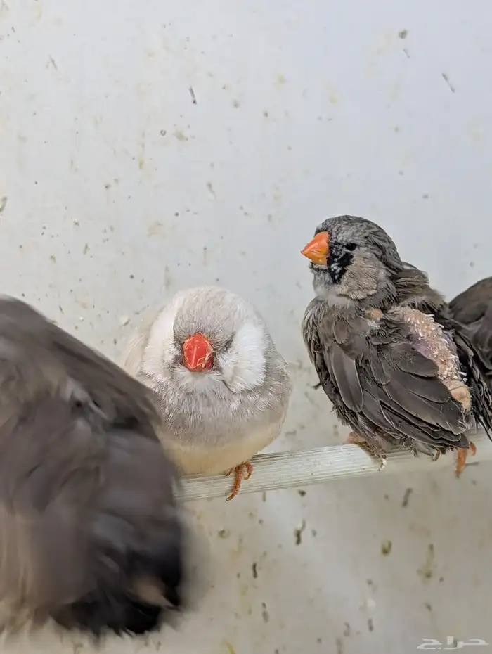 للبيع مجموعة زيبرا هولندي وانجليزي 3