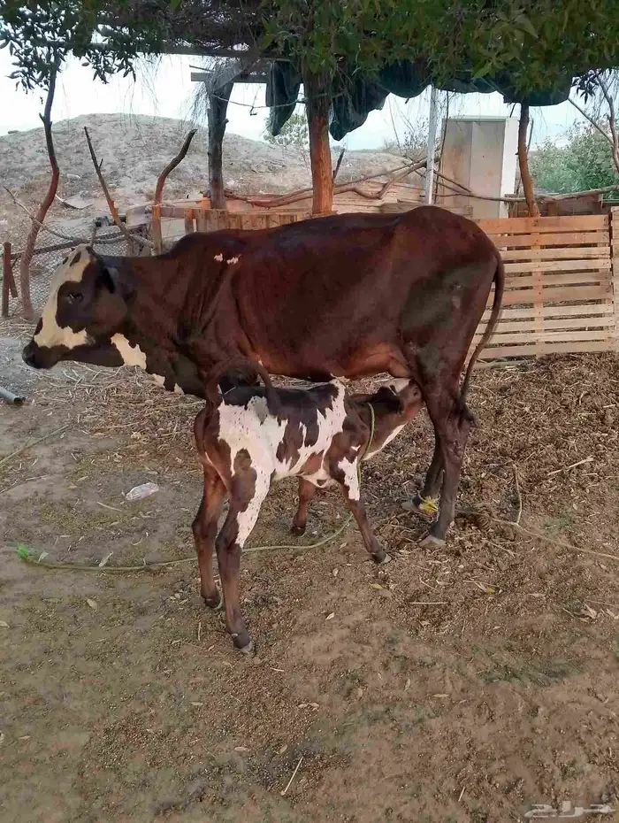 ضمد الشقيري 1